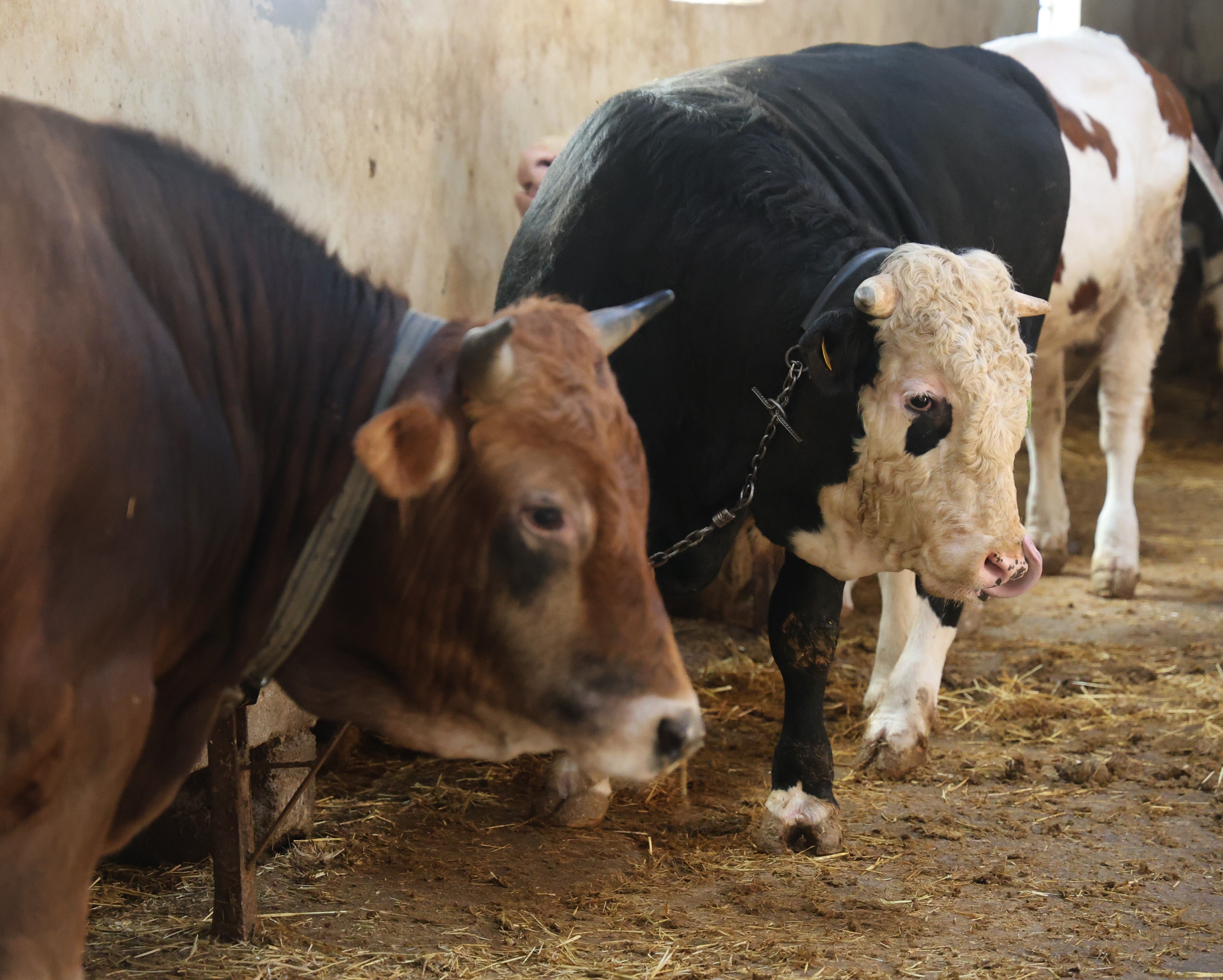 Kurbanlık Alacaklara Uyarı! Hayvanın Yaşı Önem Taşıyor (1)