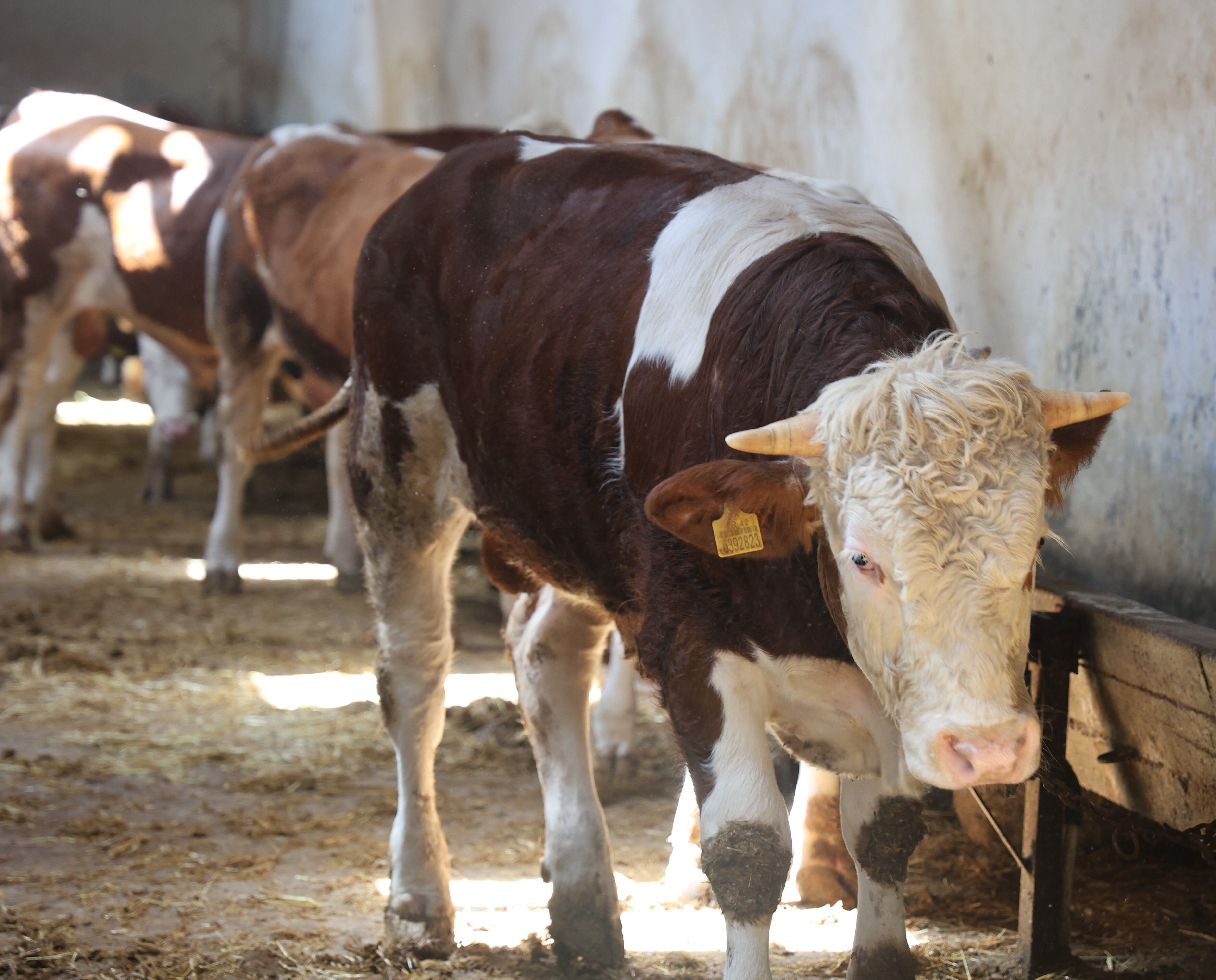 Kurbanlık Alacaklara Uyarı! Hayvanın Yaşı Önem Taşıyor (2)