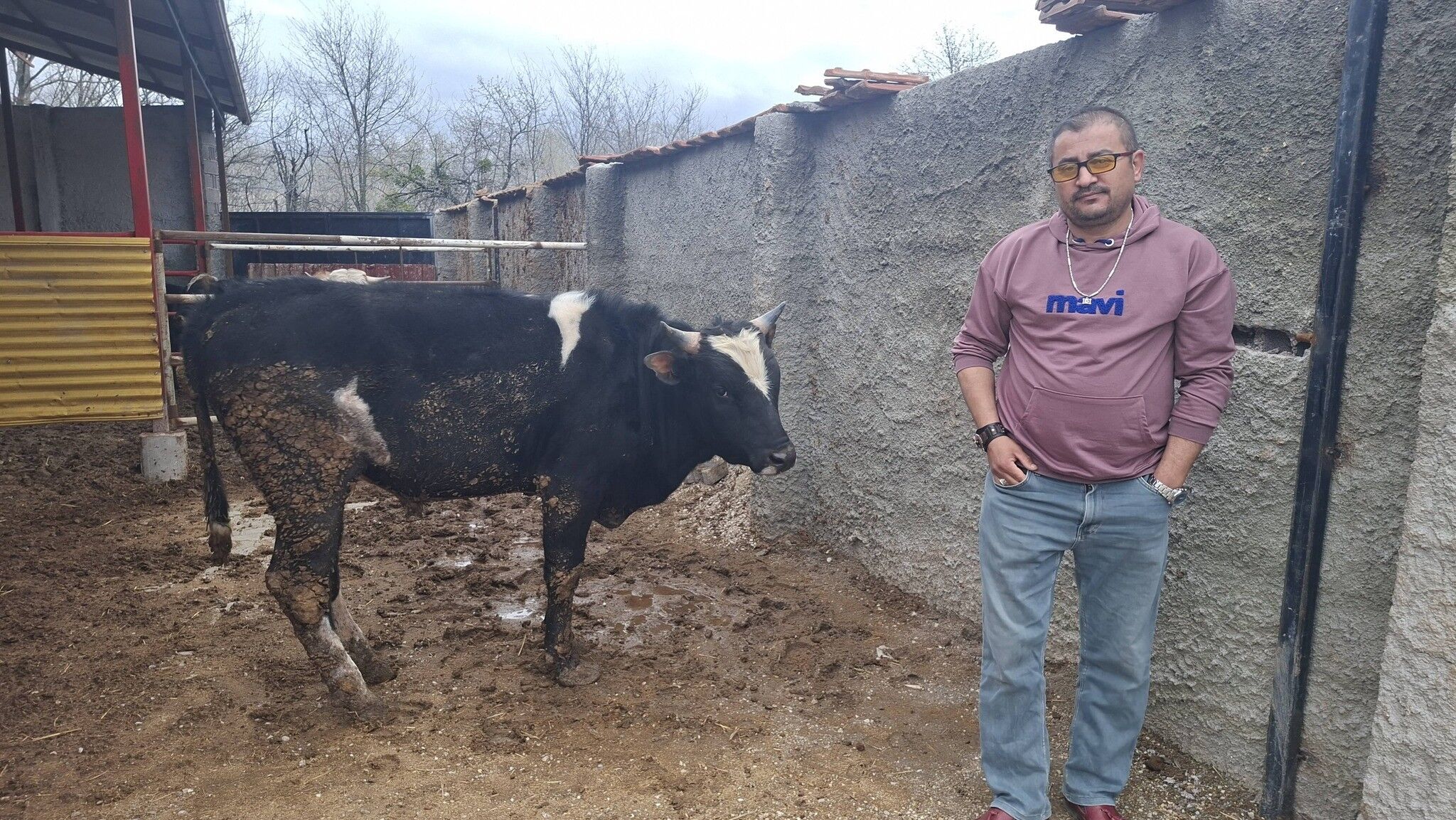 Kütahya'da Boğa Heykelinden Korkan Tosun Gündem Oldu (2)