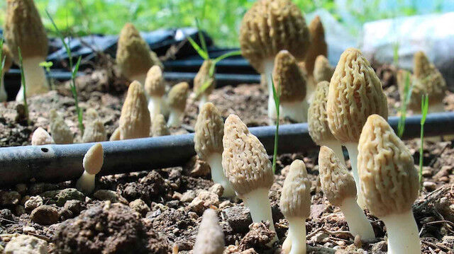 Kuzugöbeği Mantarı Ne Kadar