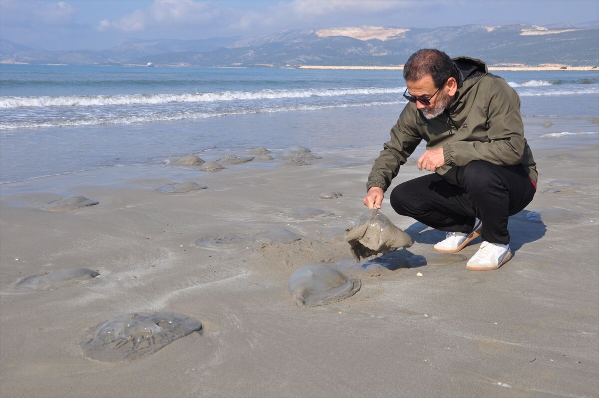Mersin Silifke'de Ölü Denizanası Alarımı! (3)