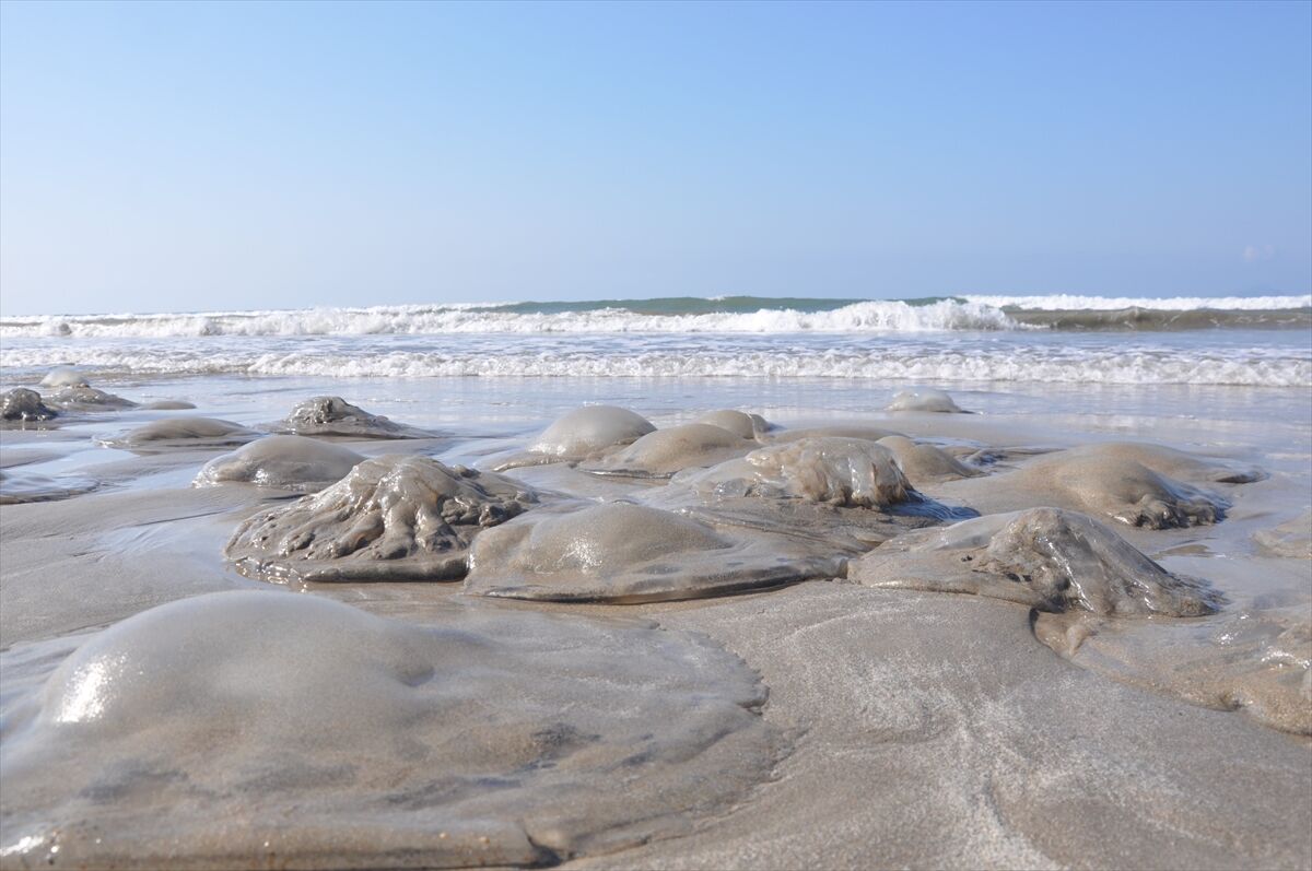 Mersin Silifke'de Ölü Denizanası Alarımı! (5)