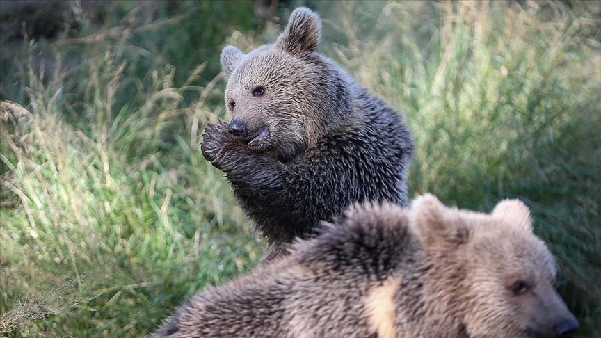 Thumbs B C 79Cb0F9Cb9B827Cef47E9Fb04987Ffde