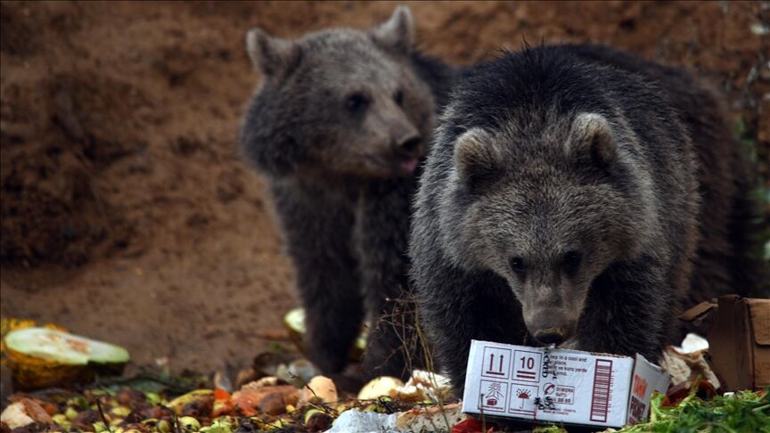 Thumbs B C F6E2Ecd9F7A265Eaa38Bd4E8Ba56Ab18