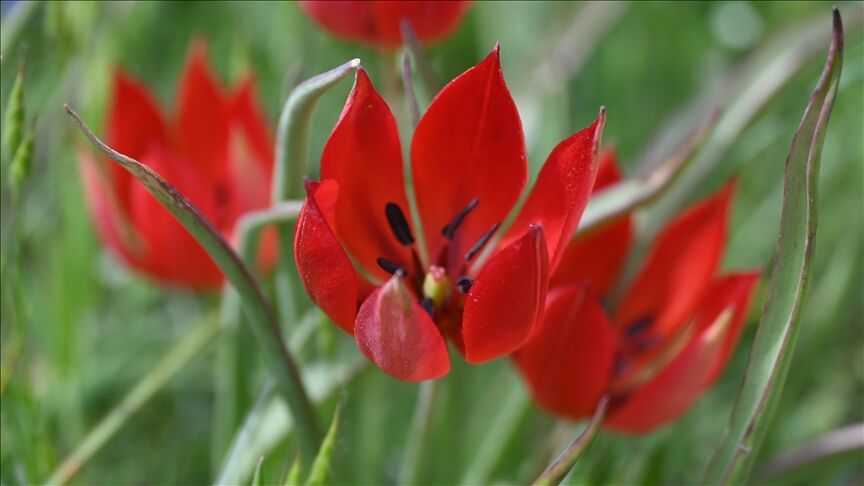 Thumbs B C Fb5B1B69C97218Fedc9A3Def876F6B92