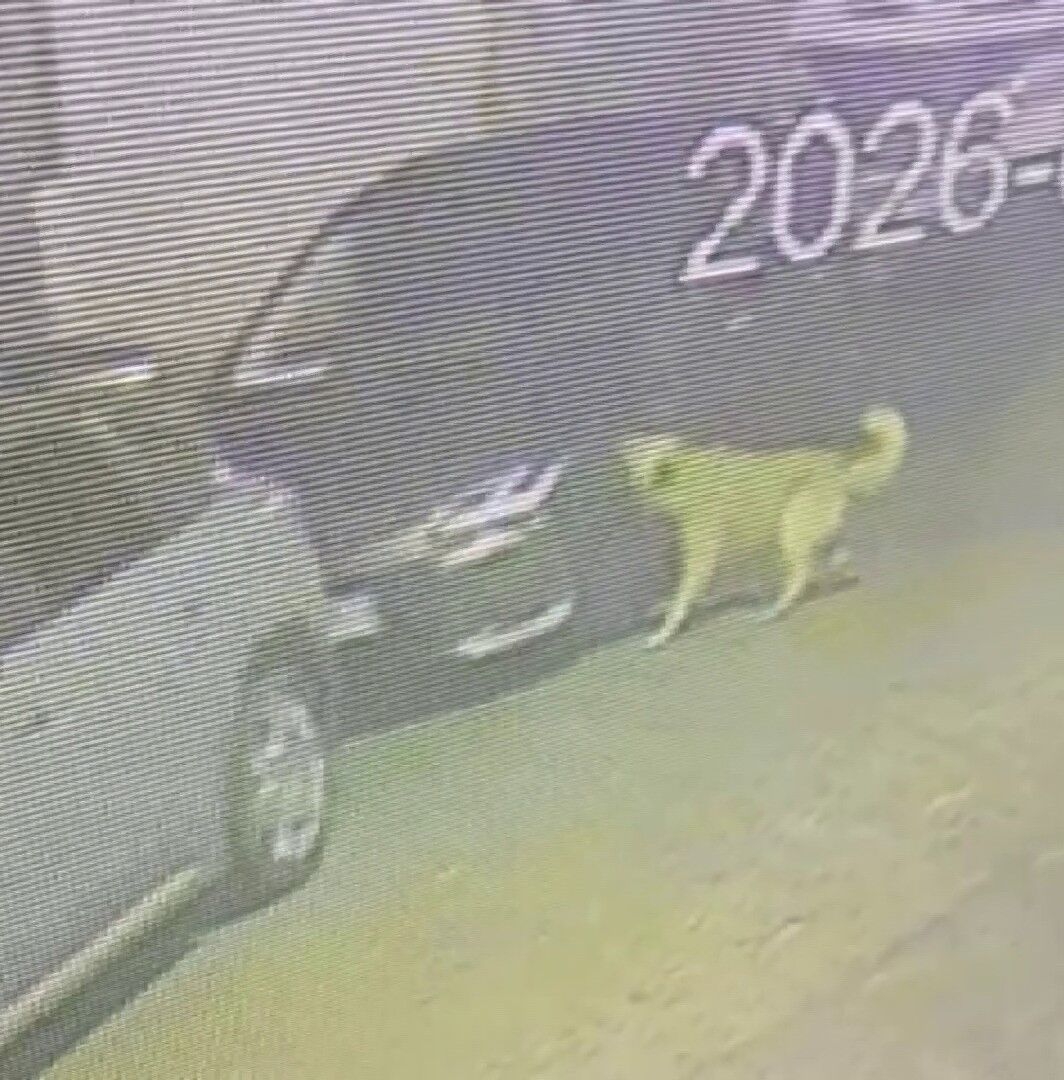 Üsküdar'da Başıboş Köpek Paniği! Aracı Parçalayıp Vatandaşı Kovaladılar 3