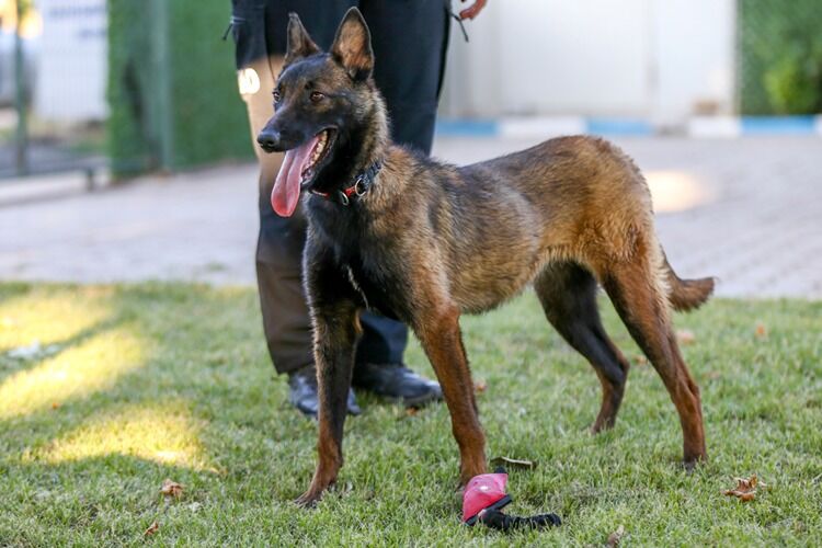 Yargıtay'dan Emsal Karar Köpek Saldırısına 2 Milyon Lira Tazminat (2)