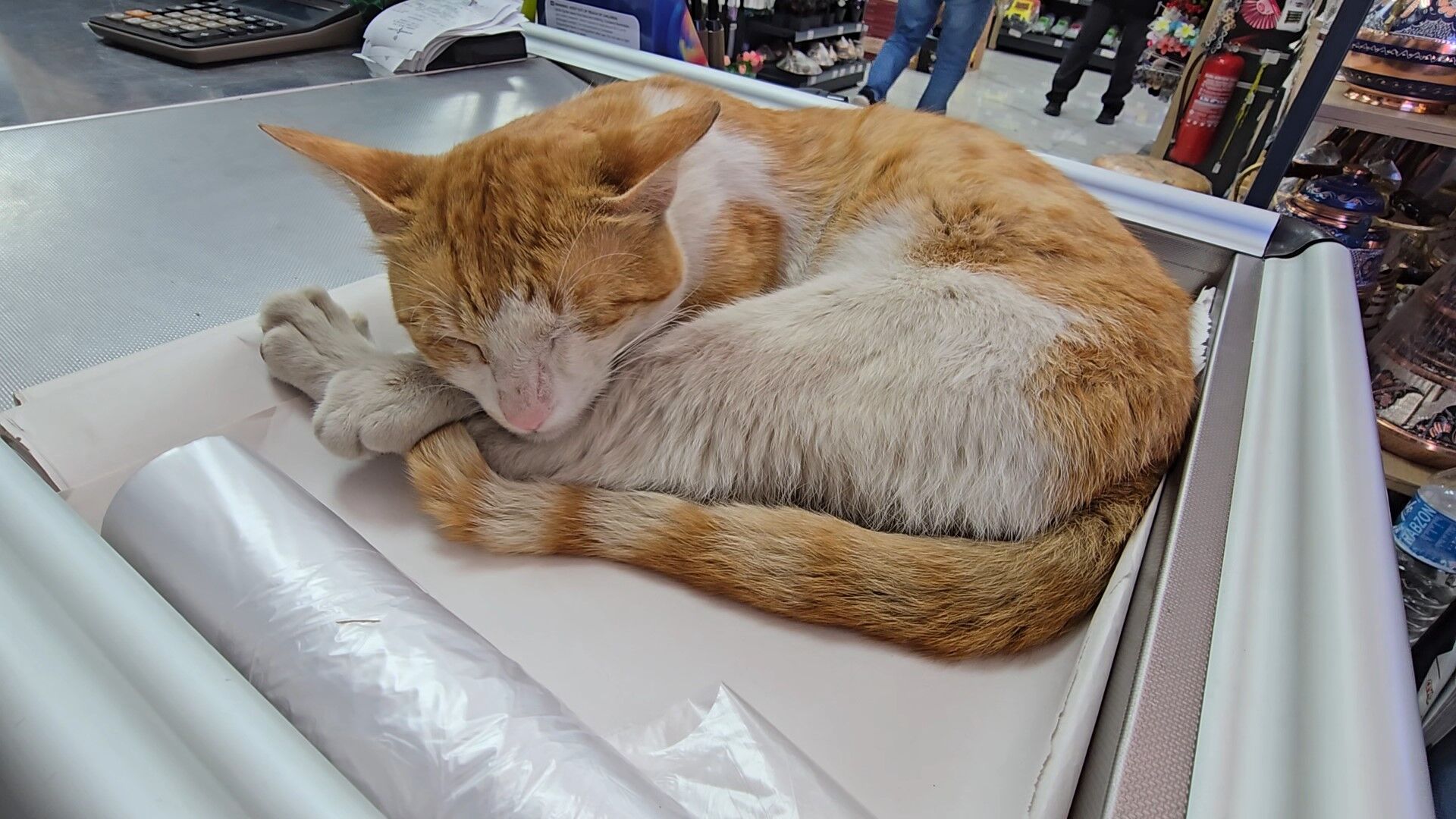 Kedi Ile Esnafin Dostlugu Iha 5