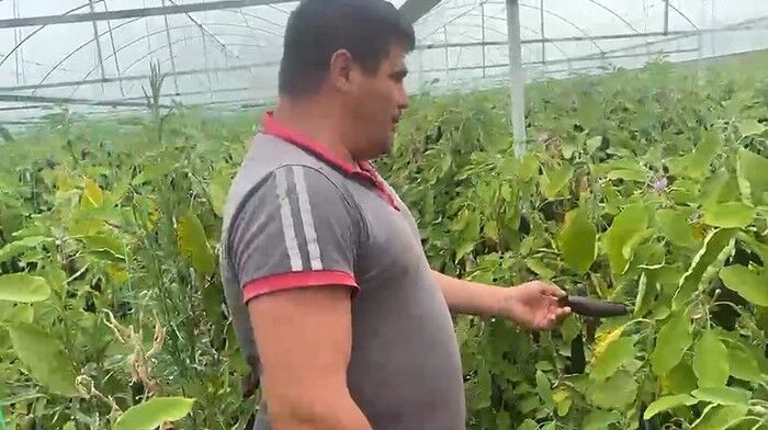 Patlicanları Bedavaverdi0023