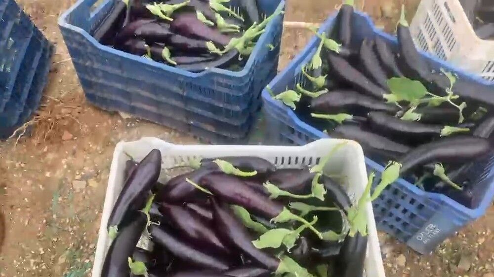 Patlicanları Bedavaverdi0024