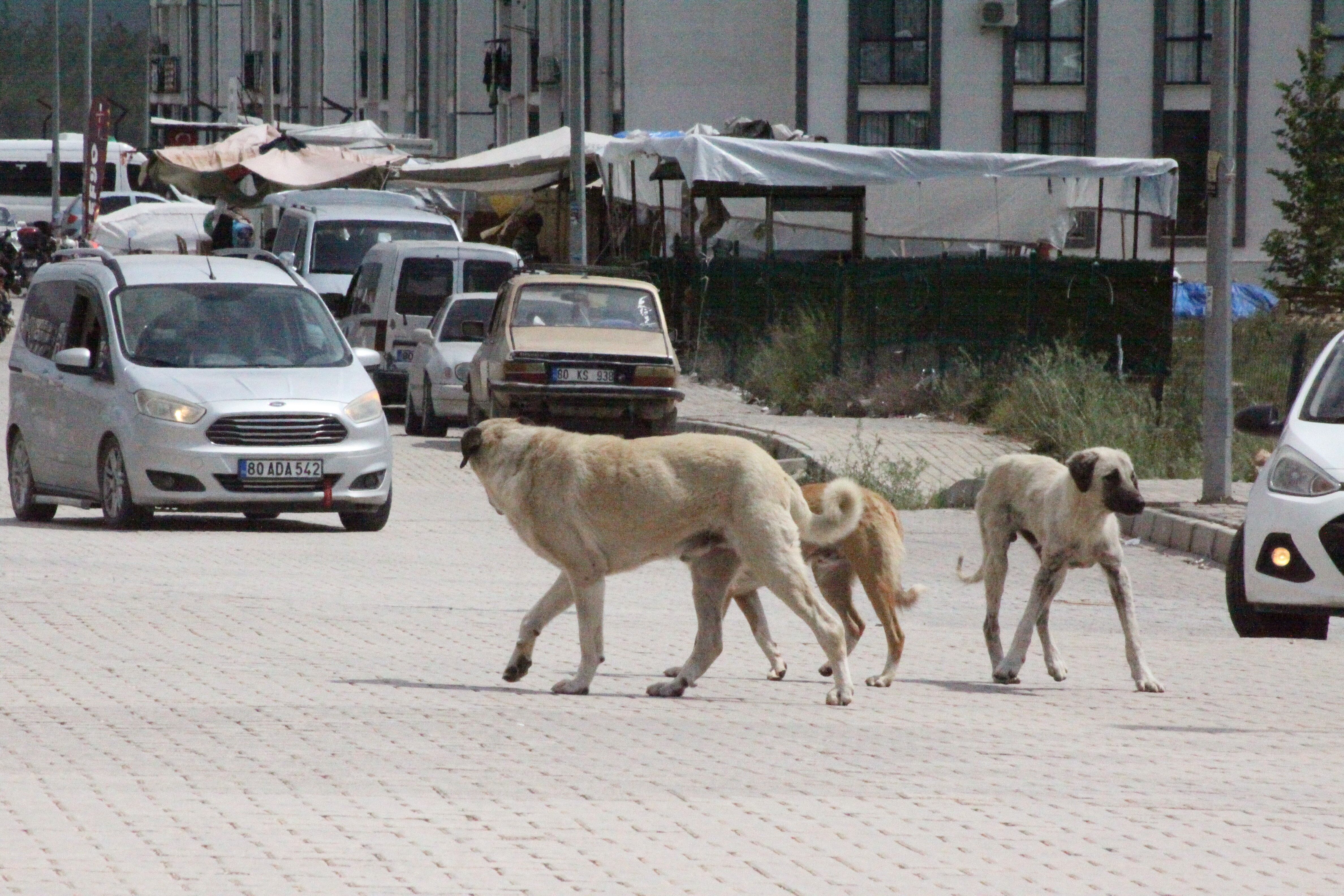 Sokak Köpekleri 3