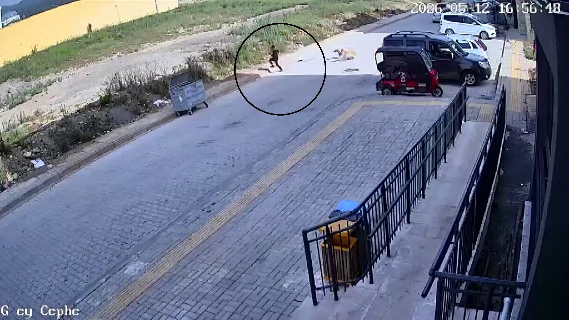 Sokakköpekleri Hatay